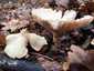 Óriás tölcsérgomba (Infundibulicybe geotropa), Budai-hegység
